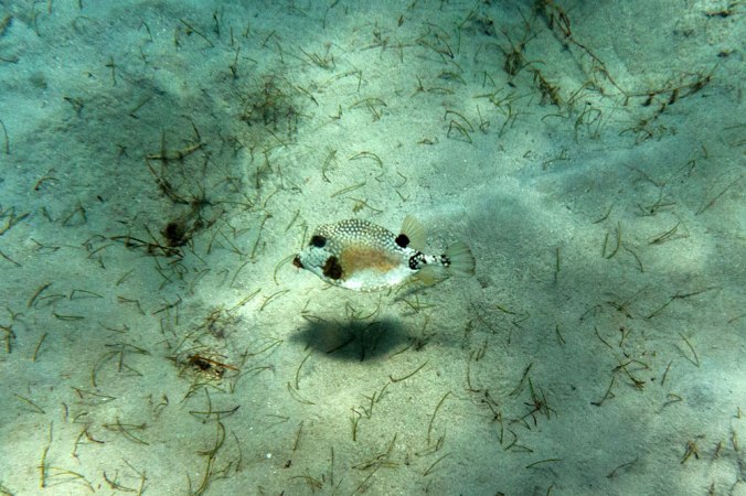 trunkfish